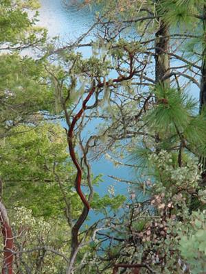 Manzanita curves