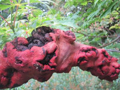 Madrone or Manzanita tree?