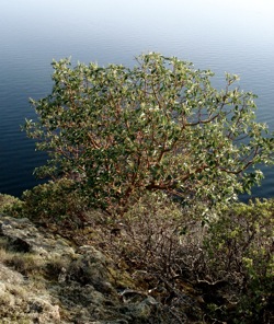 manzanita_tree_by_the_sea