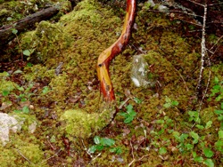 Arbutus-Tree