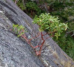 arbutus-tree