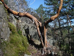 split_arbutus_tree_trunk